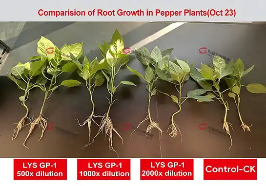 Liquid Root Boosters: Improving Transplant Recovery with Peptides